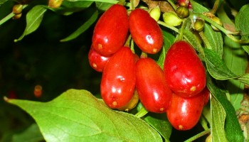 Как правильно выбрать саженцы кизила для посадки Как правильно выбрать саженцы кизила для посадки