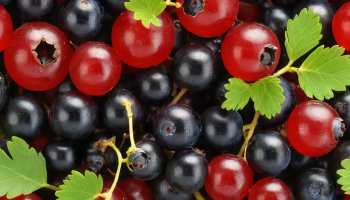 Как размножить смородину с помощью черенков Как размножить смородину с помощью черенков