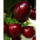 Саженец черешни Самба Саженец черешни Самба