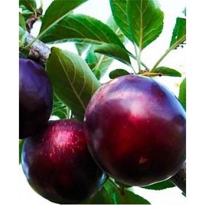 Саженец алычи "Глобус" Саженец алычи "Глобус"