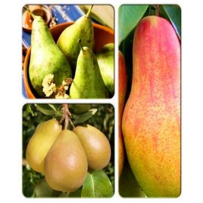 Груша > коллекция из 3-х сортов: Груша Бере Гарди => Груша Бере Дюрандо => Груша Вродлива Груша > коллекция из 3-х сортов: Груша Бере Гарди => Груша Бере Дюрандо => Груша Вродлива