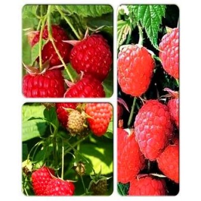 Малина > коллекция из 3-х сортов: Малина Химбо Топ => Малина Полька => Малиновое дерево Пингвин