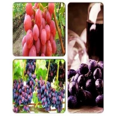 Виноград > коллекция из 3-х сортов: Виноград Рошфор => Виноград Красотка => Виноград Дашуня