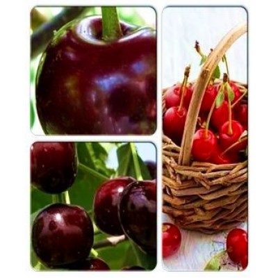 Вишня > коллекция из 3-х сортов: Вишня Игрушка => Вишня Ранняя-2 => Вишня Келерис Вишня > коллекция из 3-х сортов: Вишня Игрушка => Вишня Ранняя-2 => Вишня Келерис