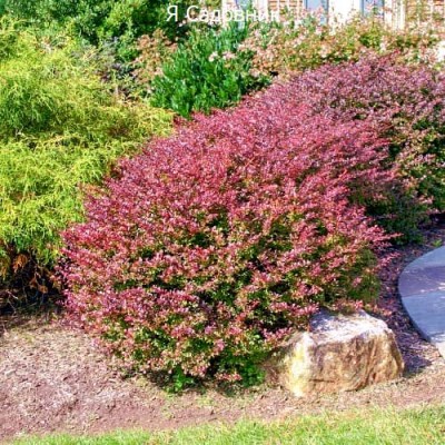 Саженец Барбариса "Кармен" Саженец Барбариса "Кармен"