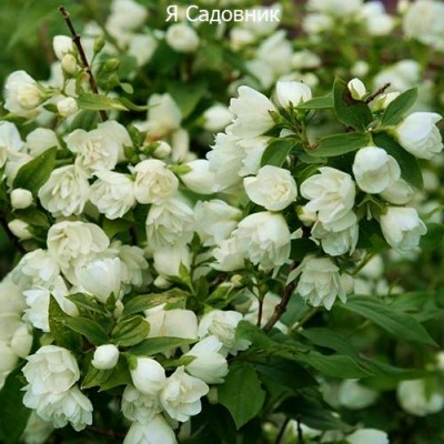 Саженец Жасмина "Мажори" Саженец Жасмина "Мажори"