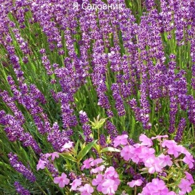 Саженец Лаванды "Сильвер Мист" Саженец Лаванды "Сильвер Мист"