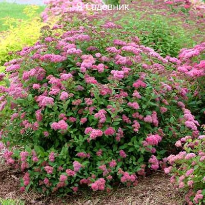 Саженец Спиреи "Неон Флеш" Саженец Спиреи "Неон Флеш"