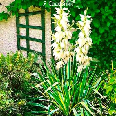 Саженец Юкки "Брайт Эдж" Саженец Юкки "Брайт Эдж"