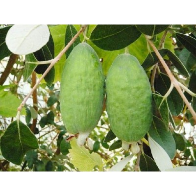 Саженец Фейхоа "Андре" Саженец Фейхоа "Андре"