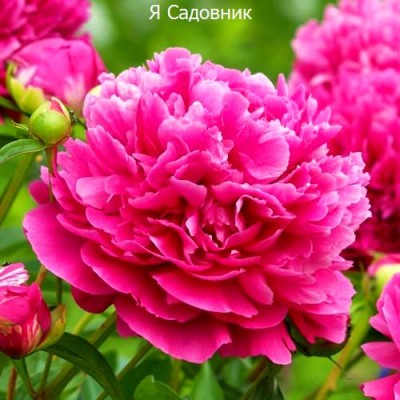Пионы "Карл Розенфельд" Пионы "Карл Розенфельд"