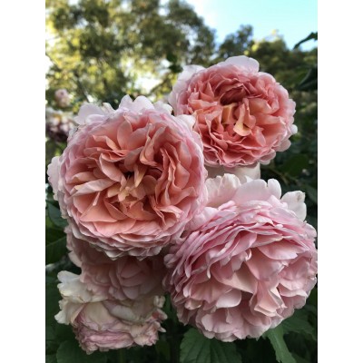 Саженец Английских Роз "Абрахам Дерби" Саженец Английских Роз "Абрахам Дерби"