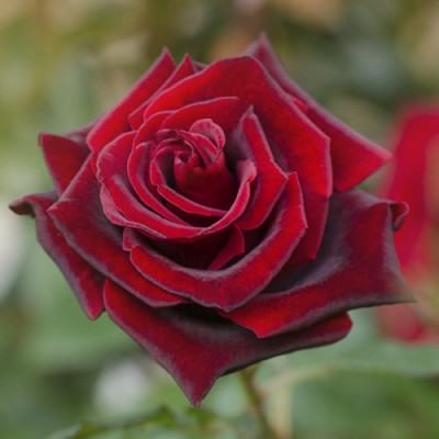 Саженец Чайно-Гибридных Роз "Баркароле" Саженец Чайно-Гибридных Роз "Баркароле"