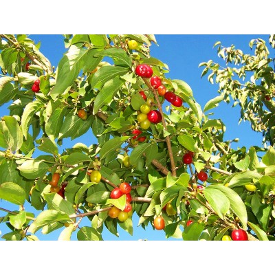 Саженец кизила "Современный" Саженец кизила "Современный"