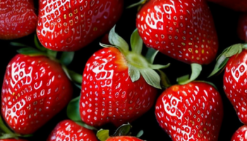 Гидропоника для клубники: методика, преимущества и недостатки Гидропоника для клубники: методика, преимущества и недостатки