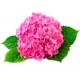 Саженцы Гортензии от питомника в Глазове