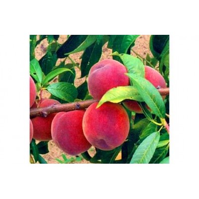 Саженец персика "Красна девица" Саженец персика "Красна девица"