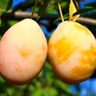 Саженец сливы "Любимая Млиева" Саженец сливы "Любимая Млиева"