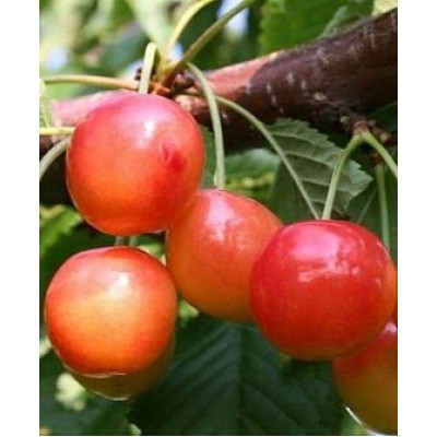 Саженец черешни "Амазонка" Саженец черешни "Амазонка"
