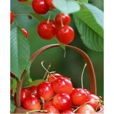 Саженец черешни "Любава" Саженец черешни "Любава"