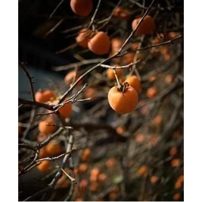 Саженец хурмы "Гора Роджерс" Саженец хурмы "Гора Роджерс"