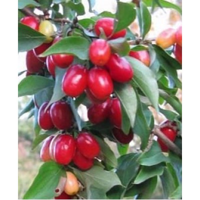 Саженец кизила "Евгения" Саженец кизила "Евгения"