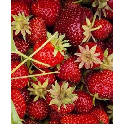 Рассада клубники "Дарселект" Рассада клубники "Дарселект"