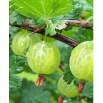 Саженец крыжовника "Малахит" Саженец крыжовника "Малахит"