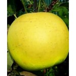 Саженец яблони "Богемия Голд" Саженец яблони "Богемия Голд"