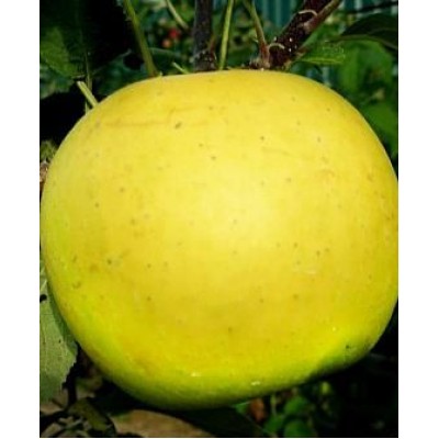 Саженец яблони "Богемия Голд" Саженец яблони "Богемия Голд"