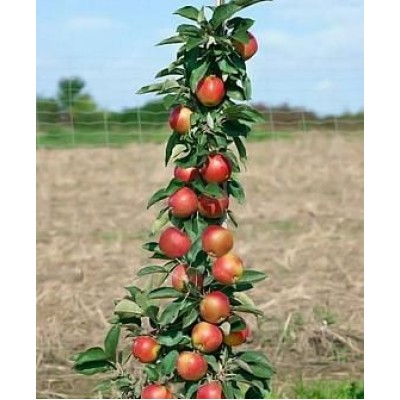 Саженец яблони колоновидной "Элита" Саженец яблони колоновидной "Элита"