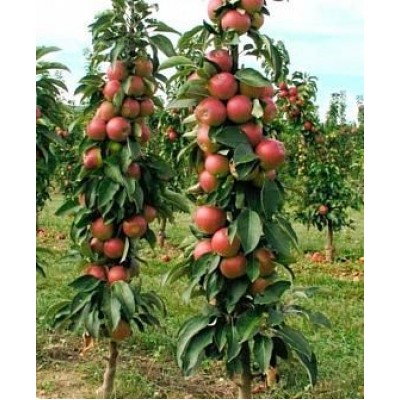 Саженец яблони колоновидной "Легенда" Саженец яблони колоновидной "Легенда"